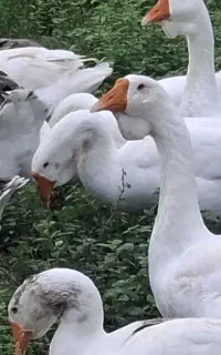 قوغاز لیندا