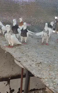 فروش ۱۰ جفت طوقی نروماده کرمانشاهی اصل