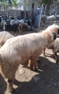 قوچ داشتی