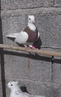 کبوتر