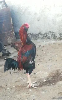 خروس لاری اصیل