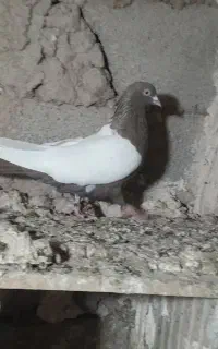 کبوتر ککیلی ۵تا ۶تا هم دوبر سرول و دوتا سینه سیاه