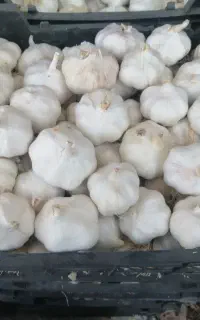 سیر سفید