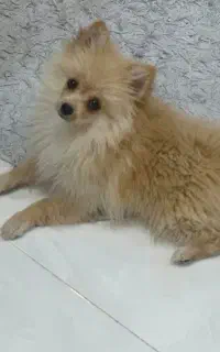 توله پامرانین