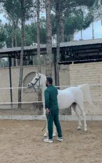 اسب عرب دو سر مصری