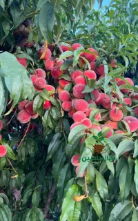 انواع نهال های  زینتی پربازده