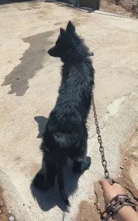 سگ بلک شناسنامه داره