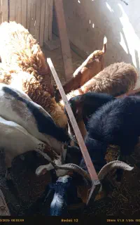 بره نره و پازن بزرگ