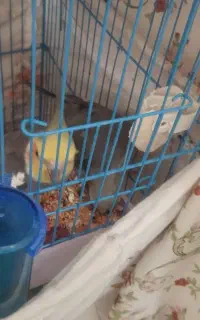 عروس هلندی