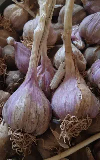 سیر محلی درشت
