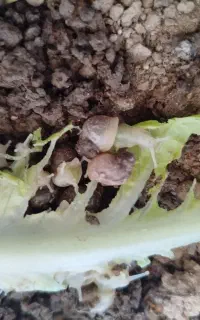 حلزون سالم  برای فروش