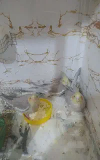 ۳عدد عروس هلندی جوجه نرم خوردونه ای ۸۰۰