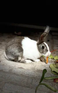 خرگوش