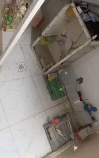 پرنده