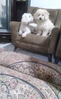 سگ گمشده