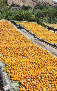 آلوخشک آفتابی و توت خشک و شیره توت