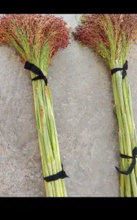 جارو