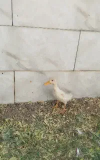 اردک