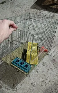 قفس پرنده