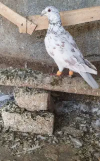 اسباب بازی .