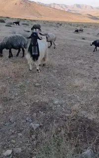 دوبر