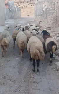 ۱۲ راس گوسفند جوان شک  ابستن سنگین