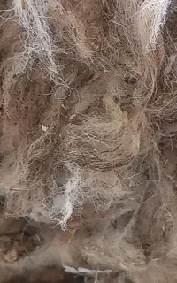 پشم گوسفند تمیز