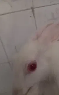 خرگوش