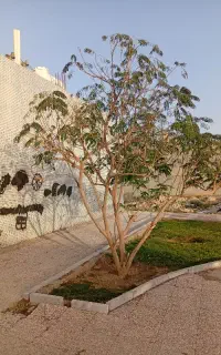 خدمات نظافت منزل و ساختمان به صورت حرفه ای