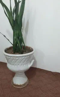 گل اپارتمانی