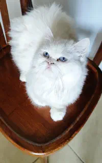 گربه پرشین ماده آماده جفت گیری