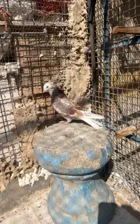 ۵تا کفتر سرور هما زردی