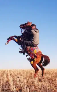 فروش کره اسب دره شور دوساله تازه سواری