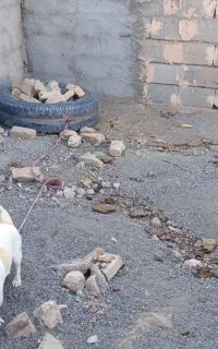 سگ پاکوتاه