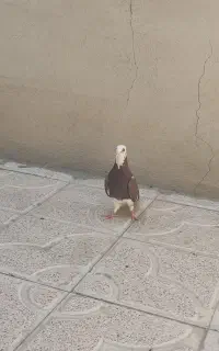 کبوتر قرمز شازده