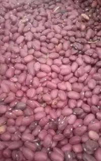 لوبیاقرمز