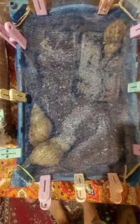 حلزون فروشی