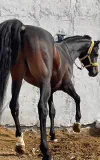 اسب دوسر عرب زاده تی بی یاسر