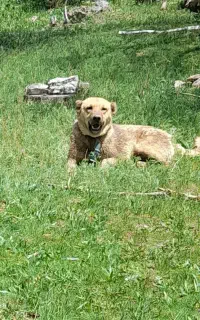 سگ گله