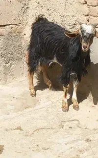 بزغاله نربرای نگهداری
