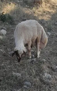 دوتا قوچ درجه یک جوان