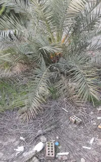 نهال درخت خرما رایگان برای دوستداران