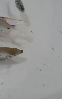 انجل نرو ماده