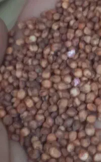 بذر ذرت علوفه