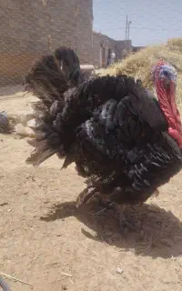 بوقلمون تخمگذار