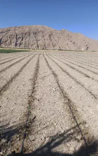 نشا گوجه آزاد