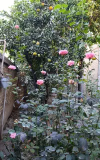 استخدام مربی