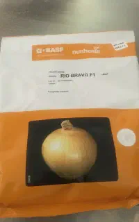 بذر پیاز ریو براوو