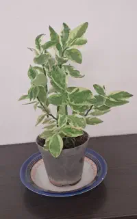 گلهای پتوس شاداب خانگی