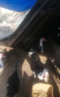 فروش بوقلمون غاز واسراعیلی